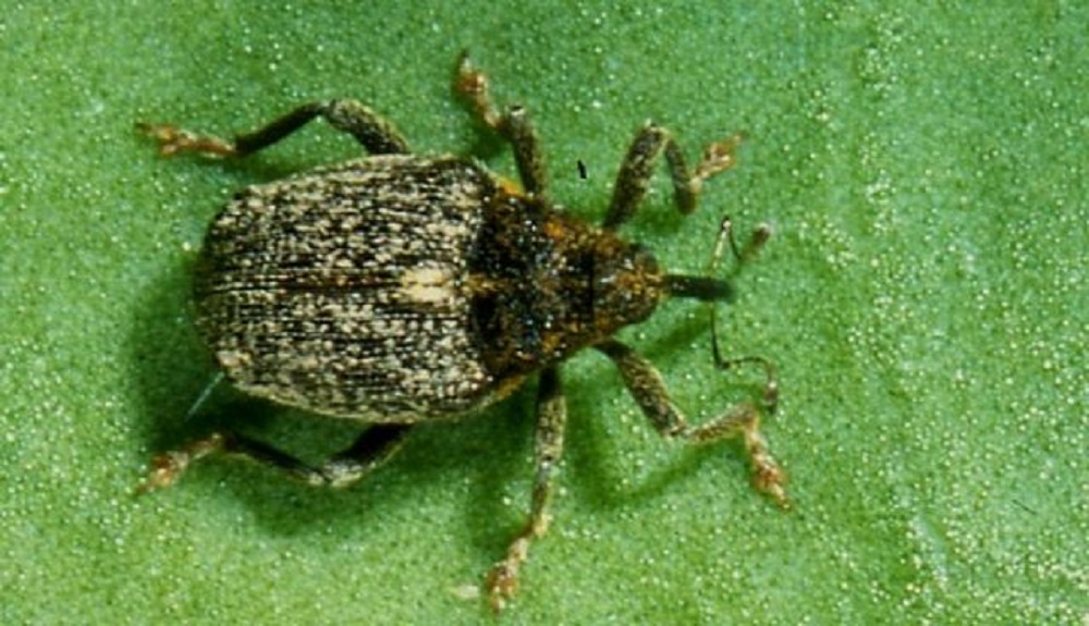 A cabbage stem weevil